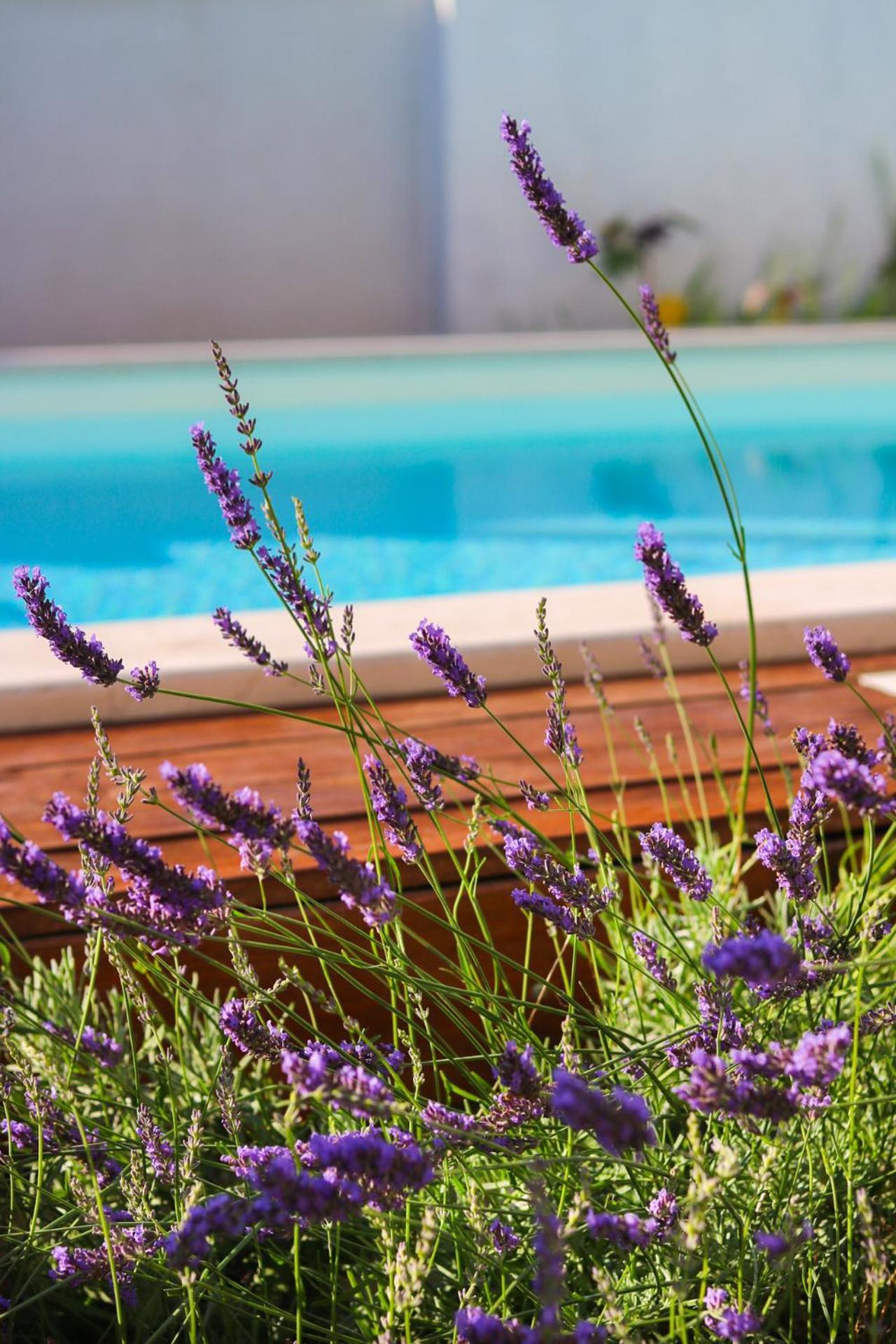 Villa My Rose With A Private Pool Mlini Bagian luar foto